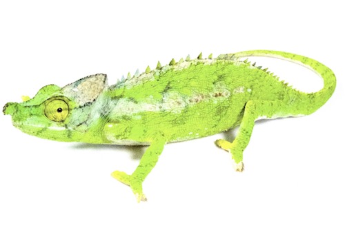 Buy Antimena Chameleon Online
