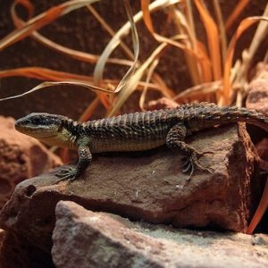 Buy Armadillo Lizard Online