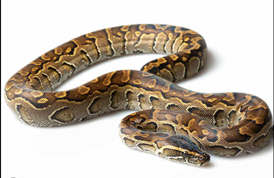 African Rock Python for Sale