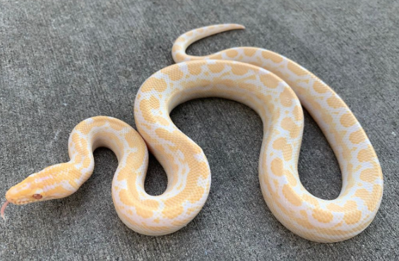 Albino Columbian Boa for Sale