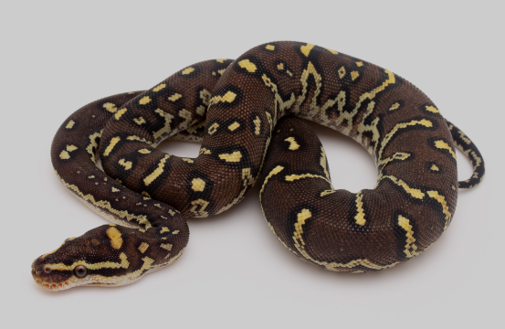 Angolan Python for Sale