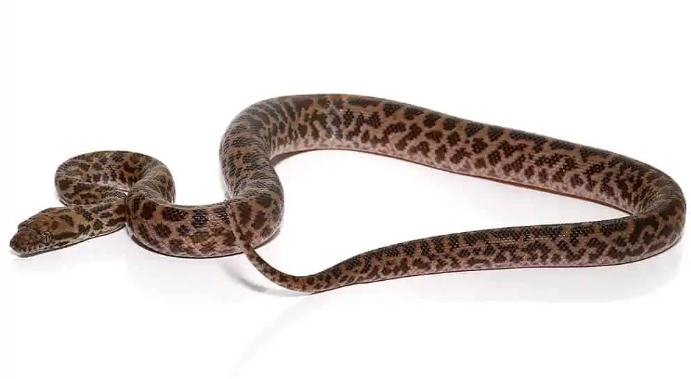 Baby Spotted Python For Sale