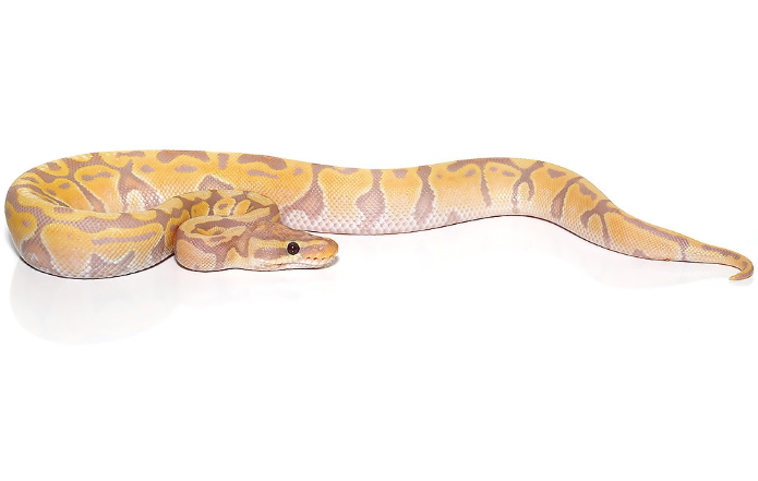 Banana Ball Python For Sale