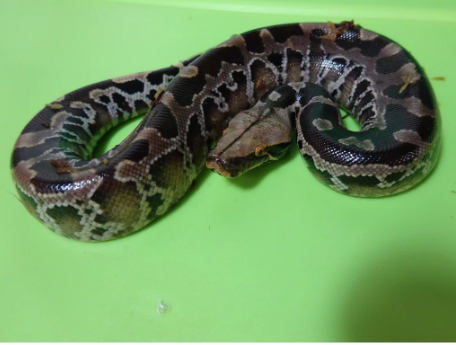 Black Blood Python for Sale