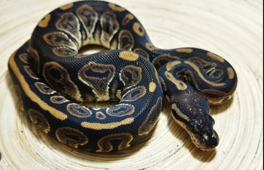 Black Pastel Ball Python for Sale