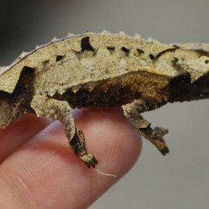 Brookesia Brygooi