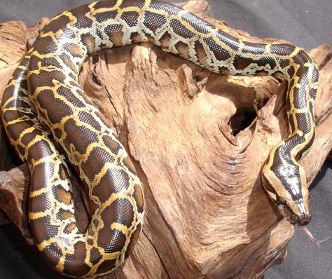 Burmese Python for Sale