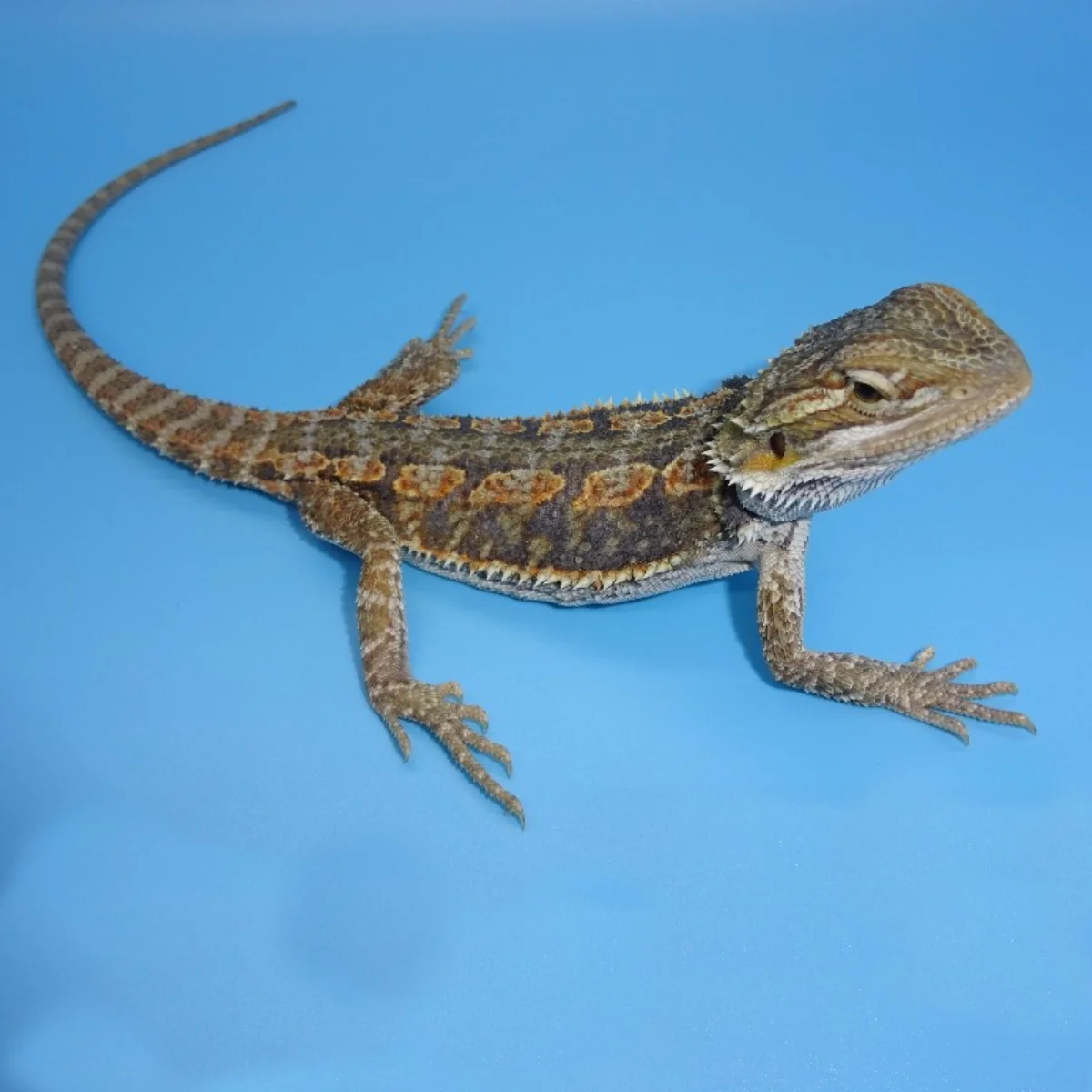 Buy Blue Bar Bearded Dragons Online