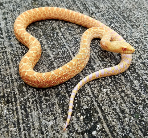 Albino Bull Snake for Sale