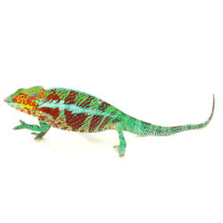 Ambanja Panther Chameleon For Sale
